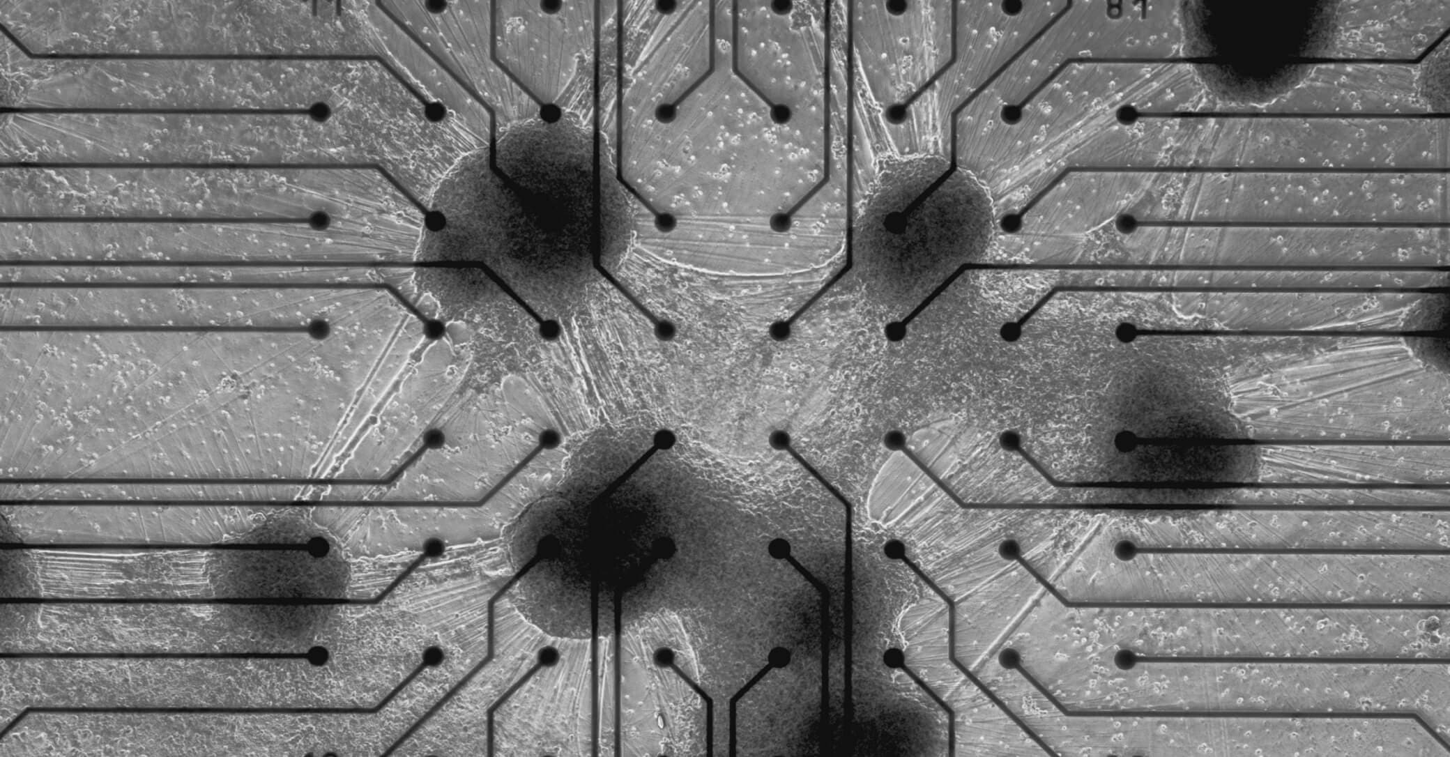 Living neurons on a microelectrode array — the biological core of NeuralHFT